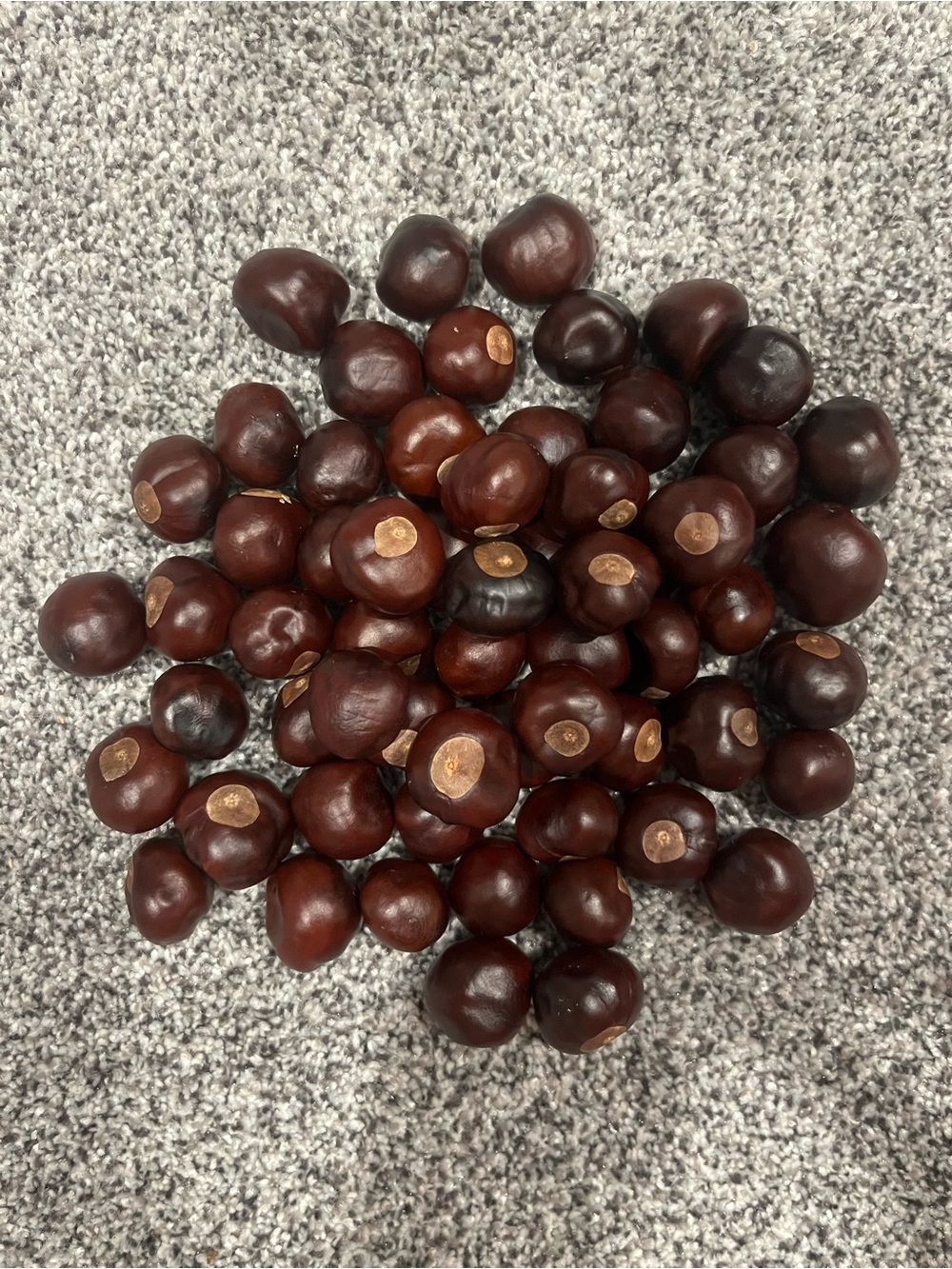 Ohio State Real Buckeyes. Natural Conkers (Horse Chestnuts)